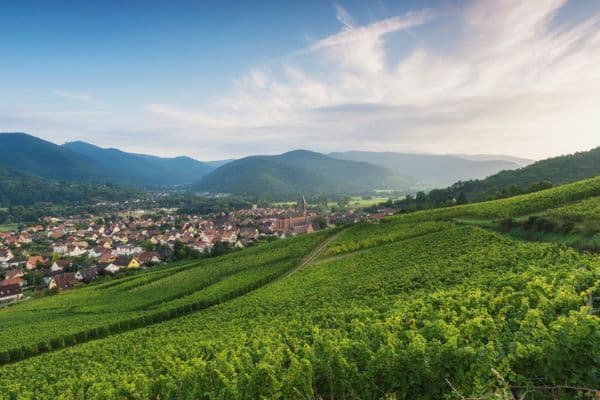 Vignes et forets GFI investissement